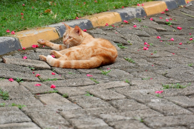 mignons chats errants ou chats de rue