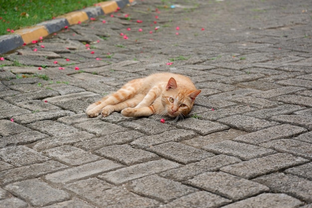 mignons chats errants ou chats de rue