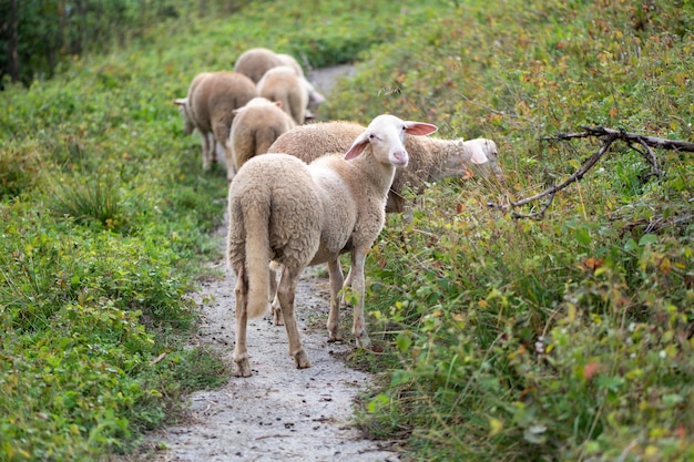 Mignons jeunes moutons, agneaux dans la nature en Slovaquie. Ferme avec des moutons, avec de la belle laine, des animaux