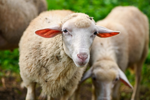 Mignons jeunes moutons, agneaux dans la nature en Slovaquie. Ferme avec des moutons, avec une belle laine, une jolie anima