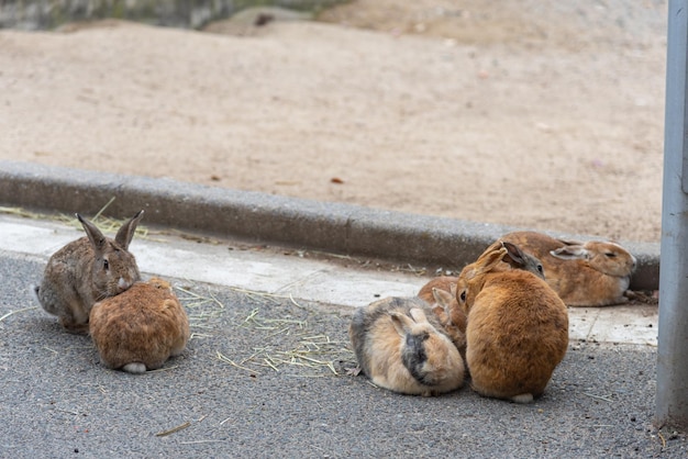 De mignons lapins sauvages sur l'île d'Okunoshima par temps ensoleillé, alias l'île aux lapins. Hiroshima, Japon