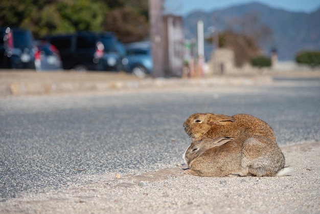 De mignons lapins sauvages sur l'île d'Okunoshima par temps ensoleillé, connu sous le nom de Rabbit Island