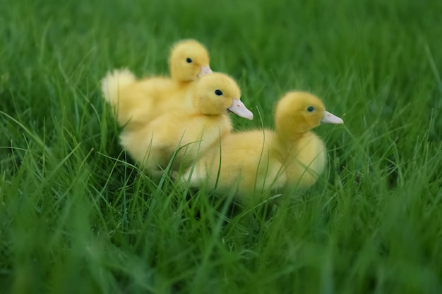 Mignons oisons moelleux sur l'herbe verte à l'extérieur Animaux de la ferme