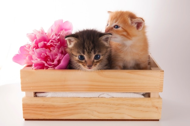 De mignons petits chatons seront assis dans une boîte avec une pivoine rose