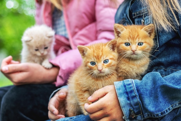 Mignons petits chats entre les mains des filles