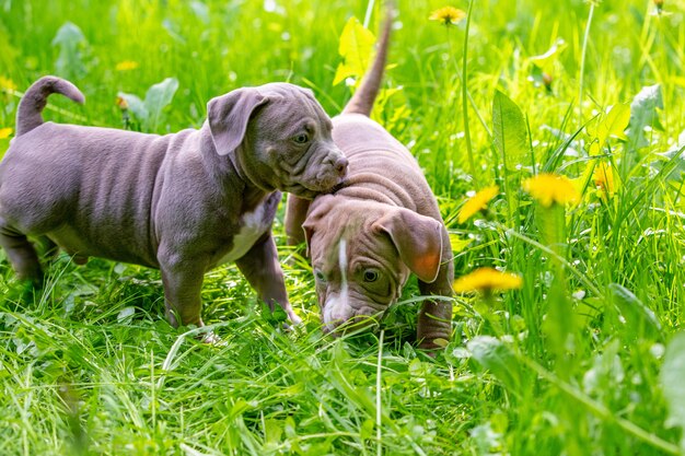 Mignons petits chiens assis parmi les fleurs jaunes dans l'herbe verte dans le parc