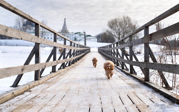 Mignons petits chiens dorés courant sur un pont enneigé Bonnes vacances en famille Mode de vie des chiens de famille