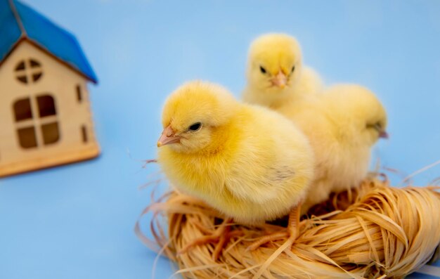 Mignons petits poulets