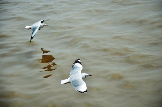 Migration saisonnière régulière des mouettes au centre de loisirs de Bangpu dans la baie de bangkok pour les thaïlandais et les voyageurs étrangers visitent la ville de Samutprakarn à Samut Prakan en Thaïlande