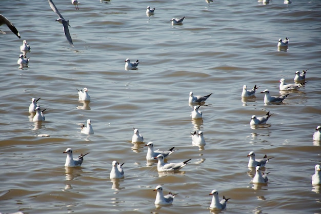 Migration saisonnière régulière des mouettes au centre de loisirs de Bangpu dans la baie de bangkok pour les thaïlandais et les voyageurs étrangers visitent la ville de Samutprakarn à Samut Prakan en Thaïlande