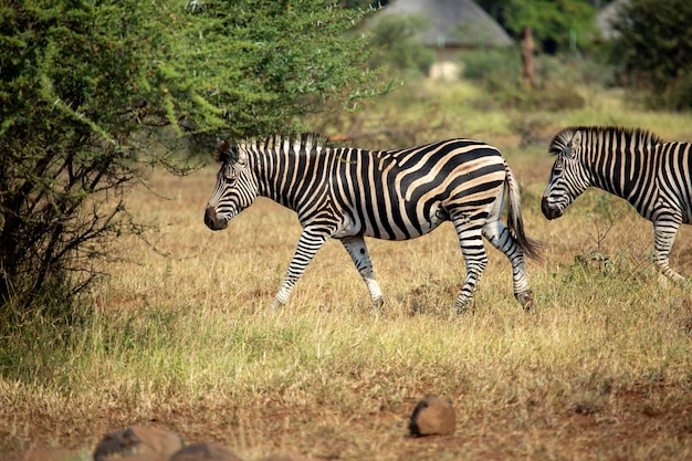 Migration des zèbres dans le parc national Kruger en Afrique du Sud