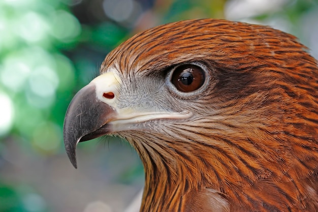 Milan cerf-volant Milvus lineatus Gros plan Oiseaux de Thaïlande