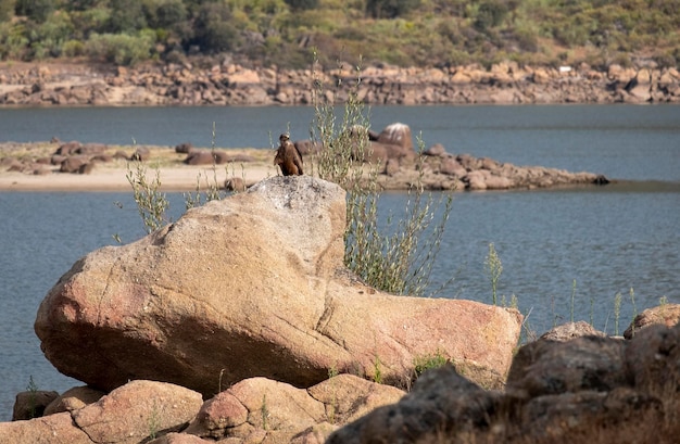 Un milan noir milvus migrans reposant sur un rocher au bord d'un lac