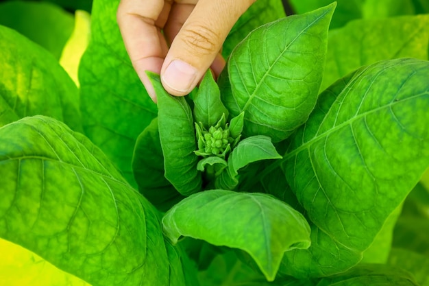 milieu fleuri d'un buisson de tabac en gros plan. concept de culture du tabac