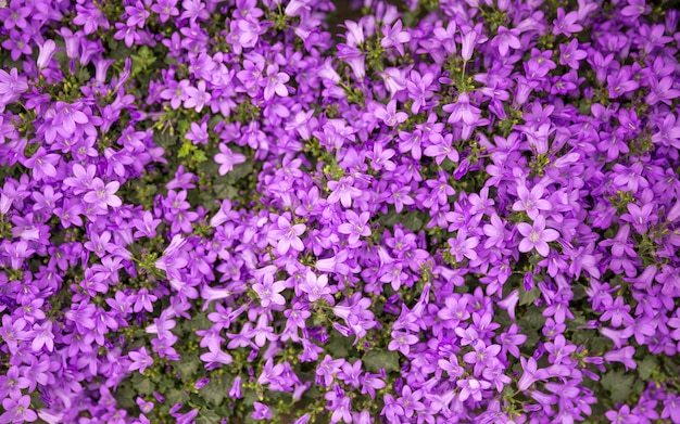 Milieux de fleurs, beaucoup de belles fleurs fraîches