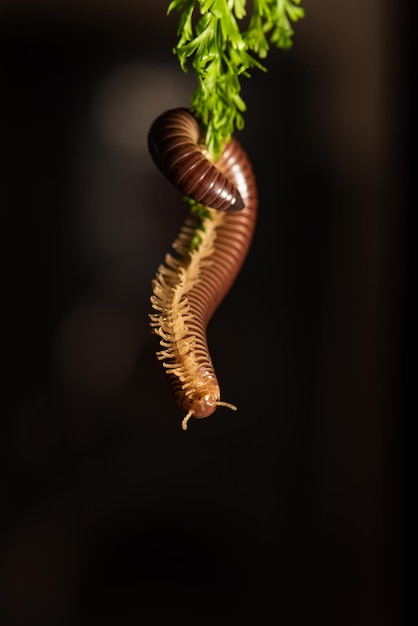 Mille-pattes cylindrique un beau spécimen de mille-pattes cylindrique brun suspendu à une mise au point sélective de feuilles vertes