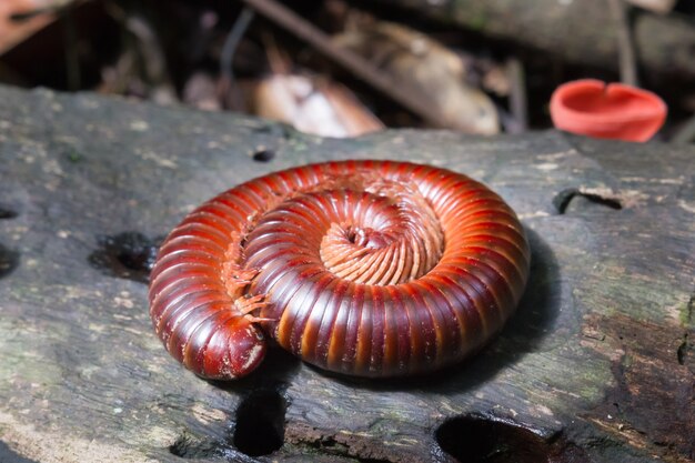 Des mille-pattes se recroquevillent en rond sur des rondins.