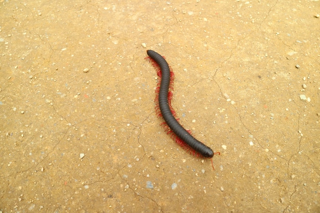 Un mille-pattes sur le sol de la montagne au Pérou, en Amérique du Sud