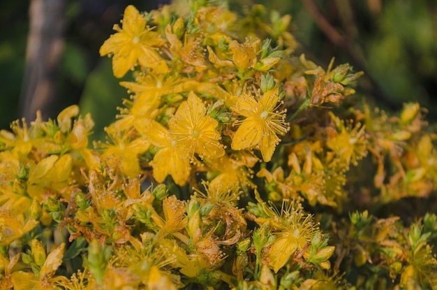 Millepertuis Bouquet de fleurs Hypericum