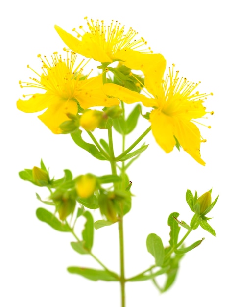 Millepertuis fleur jaune de tutsan bush médicinal à base de plantes