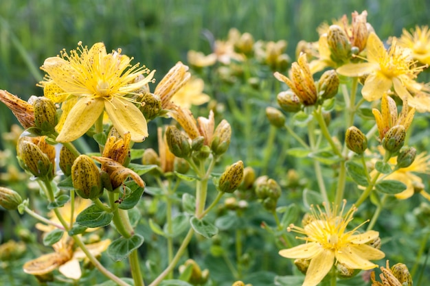 Millepertuis. Fleurs mouchetées jaunes et boutons sur vert.