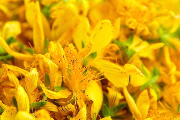 Le millepertuis (Hypericum perforatum) est une plante à fleurs à fleurs jaunes