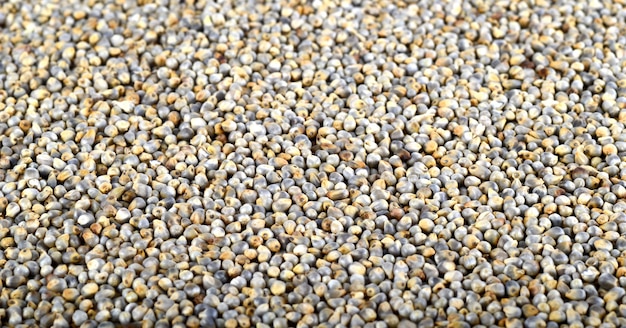 Millet perlé (Bajra). Fermer.