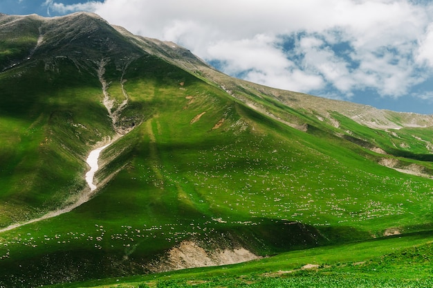 Un million de moutons marchent dans les vertes montagnes du Caucase, en Géorgie. Vue imprenable avec des animaux dans la nature sauvage. Fente de montagne avec de la neige.