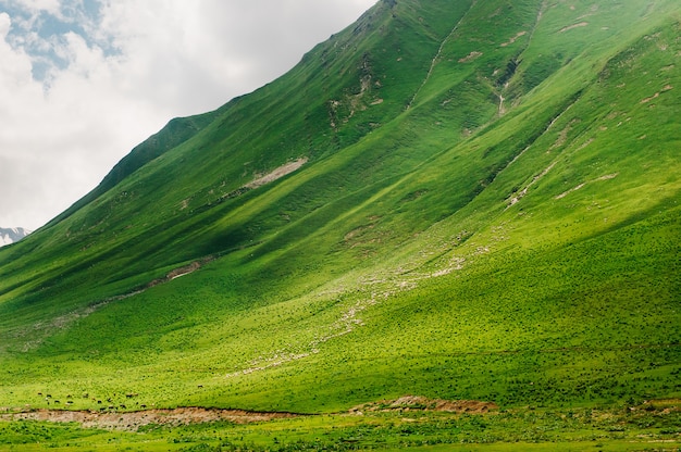 Un million de moutons marchent dans les vertes montagnes du Caucase, en Géorgie. Vue incroyable dans la nature sauvage.