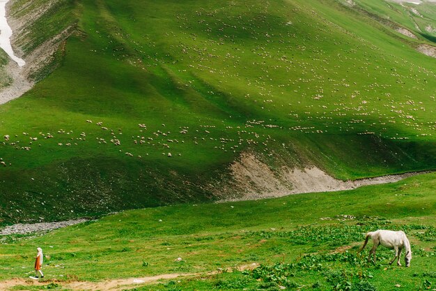 Un Million De Moutons Marchent Dans Les Vertes Montagnes De Géorgie. Vue Imprenable Avec Des Animaux Dans La Nature Sauvage. Ressemble à Une Image Avec Un Cheval Et Une Fille, Ils Vont Dans Des Directions Différentes.