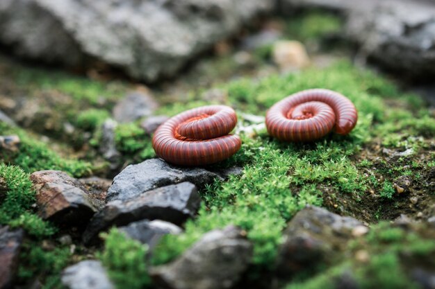 Millipede sur la mousse