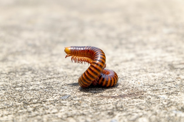 Millipede s&#39;enrouler et lever la tête sur le sol.