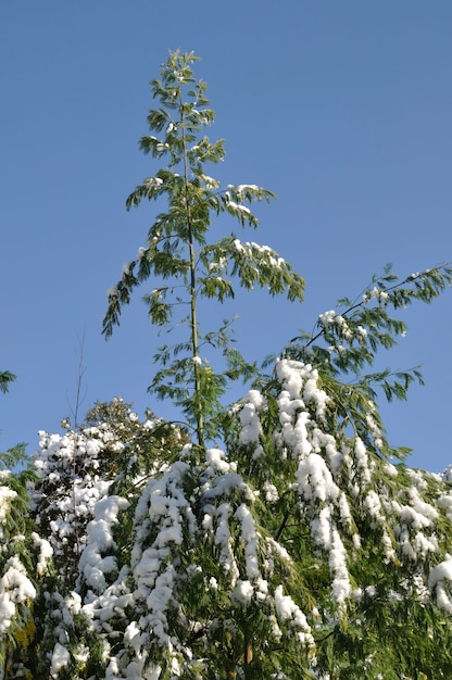 Un mimosa couvert de neige en Bretagne