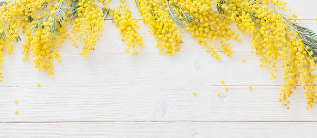 Mimosa en fleurs sur fond de bois blanc