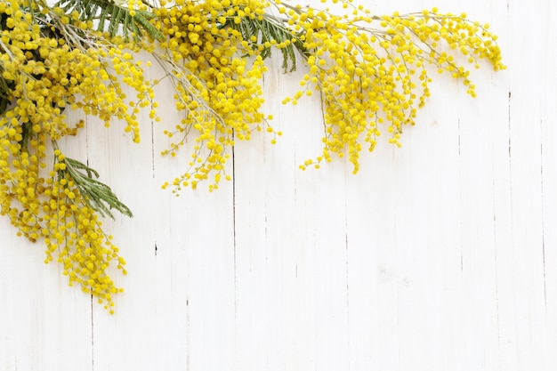 Mimosa sur fond de bois blanc