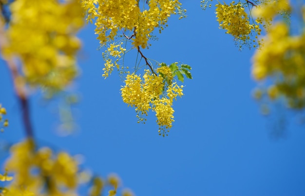 Un mimosa jaune en pleine floraison contre un ciel bleu.