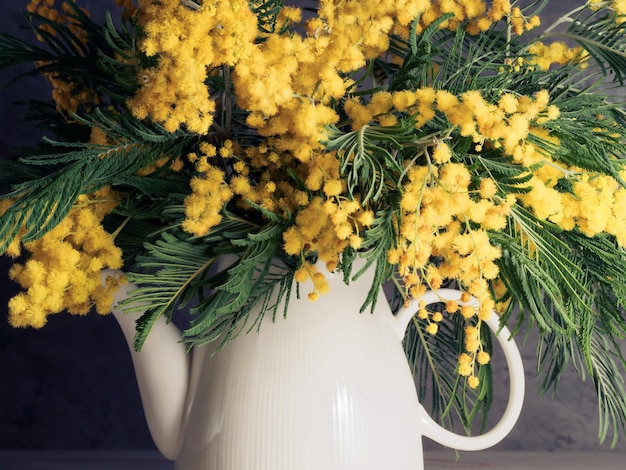 Mimosa jaune en pot blanc sur fond gris