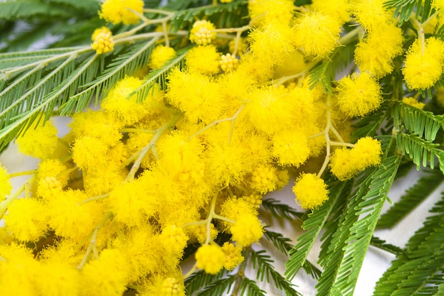 Mimosa, Journée de la femme