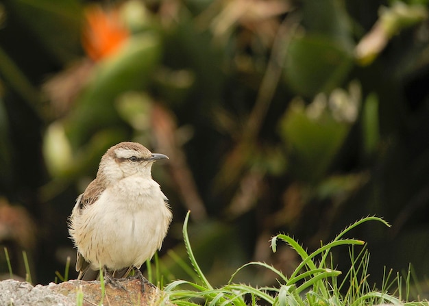 Photo mimus triurus - royal calandria, est une espèce de passereau de la famille des mimidae.