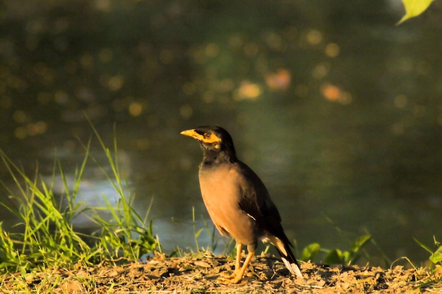 Mina oiseau dans la nature