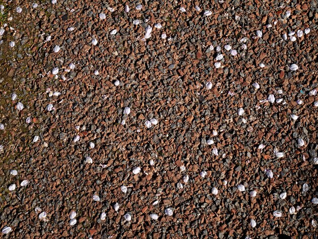 De minces pétales de fleurs de cerisier au sol