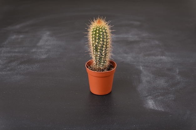 Mini cactus dans un pot sur une table sombre.