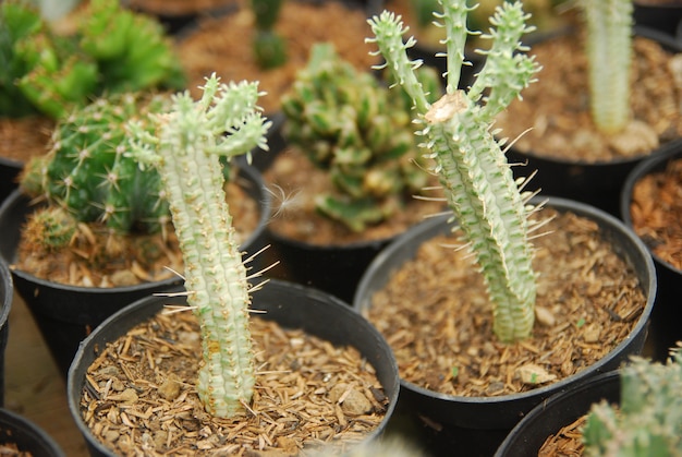 mini cactus dans le pot