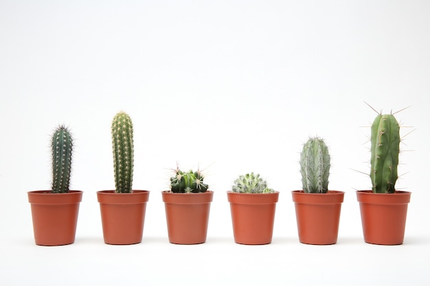 Mini cactus de différentes formes isolés sur blanc