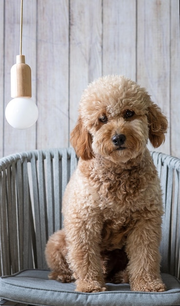 Mini chiot golden doodle regardant vers la caméra avec une idée en tête