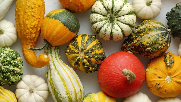 Mini citrouilles colorées sur fond blanc Fond d'automne Halloween ou célébration de Thanksgiving Vue de dessus à plat