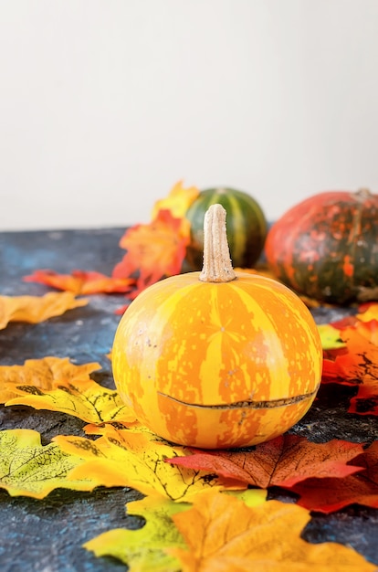 Mini citrouilles crues décoratives avec des feuilles séchées d'automne sur fond de béton foncé,