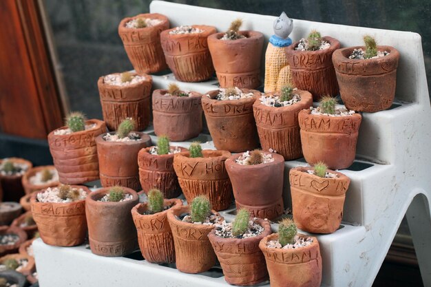 Photo mini étagère avec mini cactus dans le jardin