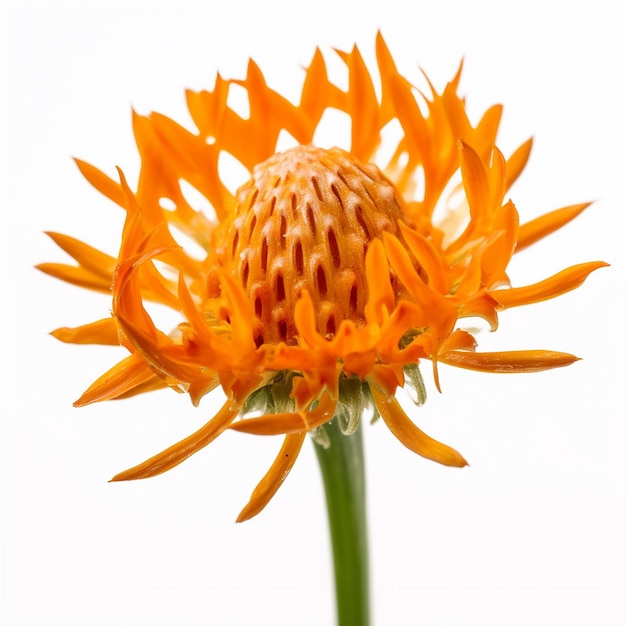 Mini fleur orange isolée