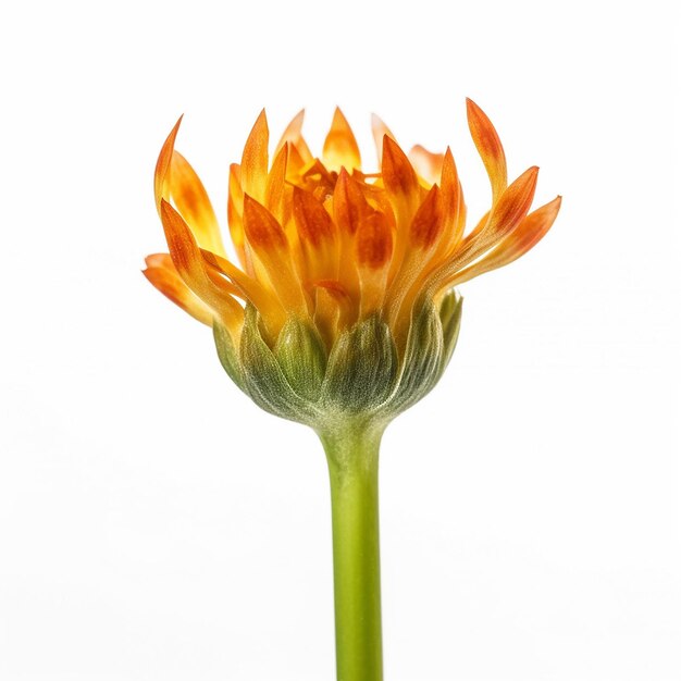 Mini-flore d'orange à tige isolée